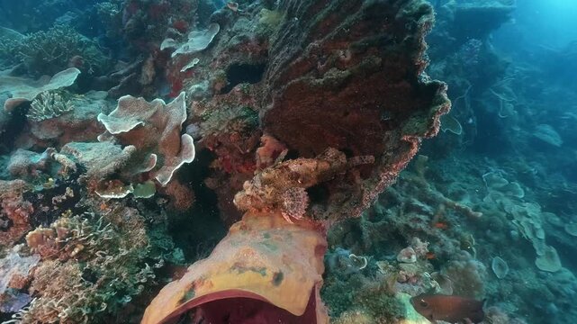 Underwater scubadiving scenery of a stonefish on the hard coral in cinematic slow-motion, high resolution