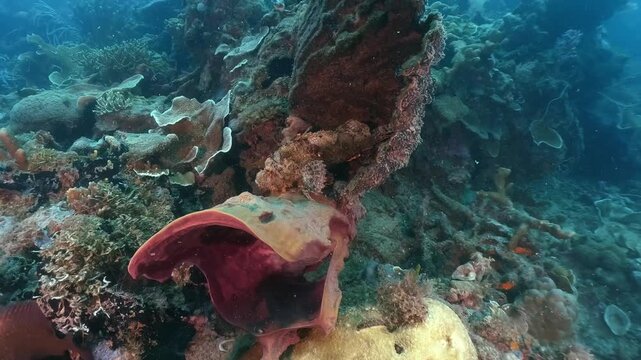 Underwater scubadiving scenery of a stonefish on the hard coral in cinematic slow-motion, high resolution