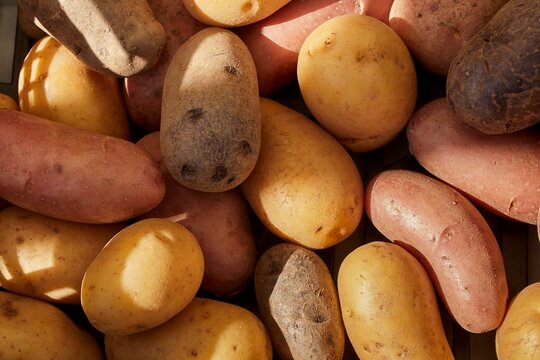 A bin of potatoes including yellow, purple and white varieties at a farmers market in Piedmont, Italy