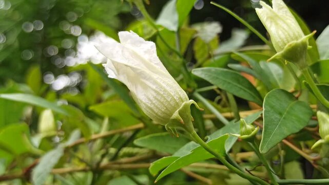 Hedge False Bindweed displays trailing stems with soft green leaves and subtle elegance, forming a natural creeping pattern.