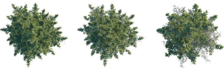 Abies nordmanniana tree plan, top view, 8k png, cutout, transparent background, isolate, Three evergreen trees showing seasonal changes, ideal for landscape design