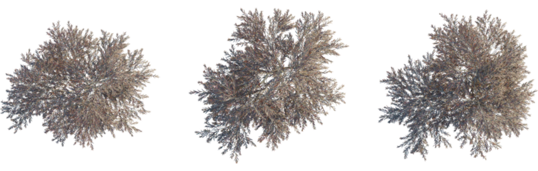 Agonis flexuosa burgundy tree plan, top view, 8k png, cutout, transparent background, isolate, Three trees from above offer peaceful nature scene for landscape designs