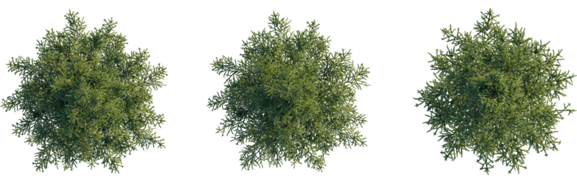 Abies alba tree plan, top view, 8k png, cutout, transparent background, isolate, Three lush fir trees create a calming natural design element for projects