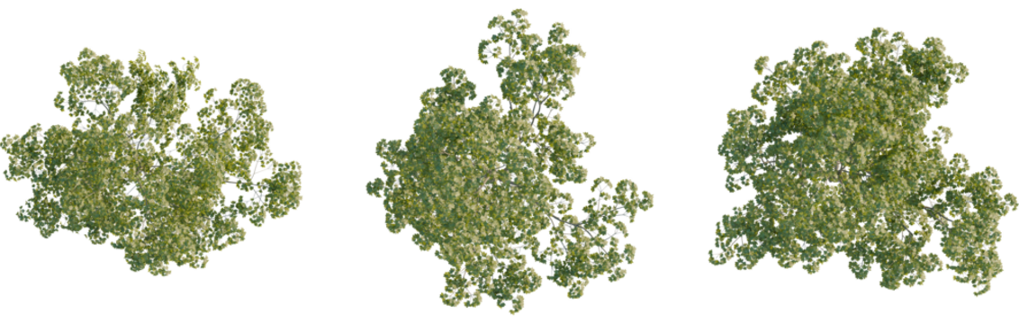 Acer pseudoplatanus tree plan, top view, 8k png, cutout, transparent background, isolate, Three lush green trees perfect for adding natural beauty to your scene