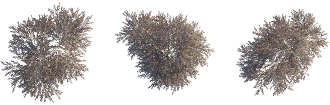 Agonis flexuosa burgundy tree plan, top view, 8k png, cutout, transparent background, isolate, Detailed top view of three stylized evergreen trees for landscaping plans