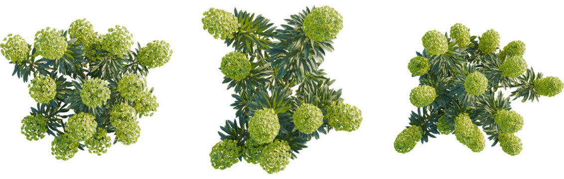 Euphorbia characias tree plan, top view, 8k png, cutout, transparent background, isolate, Lush spurge plants with vibrant green flowers bring garden beauty