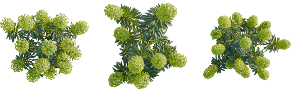 Euphorbia characias tree plan, top view, 8k png, cutout, transparent background, isolate, Lush spurge plants with vibrant green flowers bring garden beauty - Powered by Adobe