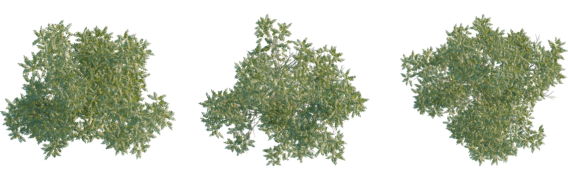 Fraxinus excelsior tree plan, top view, 8k png, cutout, transparent background, isolate, Three lush tree canopies offer versatile design elements for landscapes