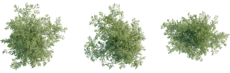 Moringa oleifera tree plan, top view, 8k png, cutout, transparent background, isolate, Three vibrant trees offer lush green canopies for architectural designs