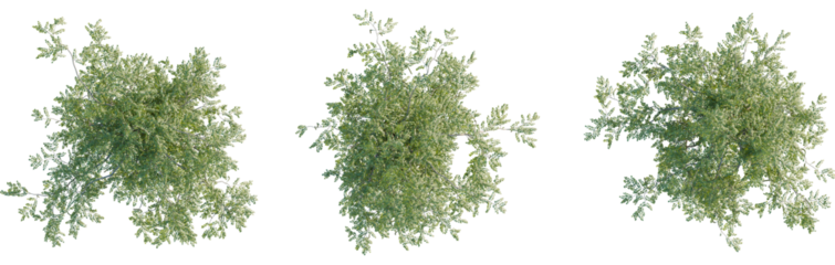 Moringa oleifera tree plan, top view, 8k png, cutout, transparent background, isolate, Scenic top view of lush green trees offering versatile design elements
