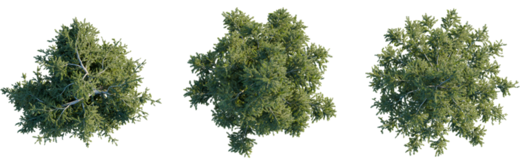 Picea abies tree plan, top view, 8k png, cutout, transparent background, isolate, Aerial view shows three lush green trees for landscaping designs