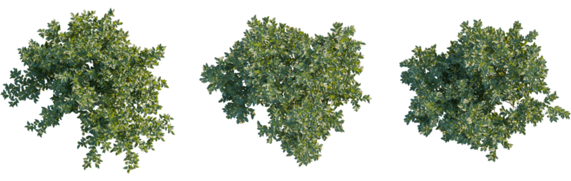 Mespilus germanica tree plan, top view, 8k png, cutout, transparent background, isolate, Lush green trees, perfect foliage for landscape design and architecture