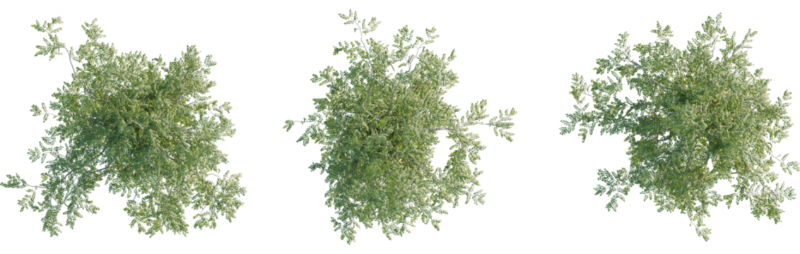 Moringa oleifera tree plan, top view, 8k png, cutout, transparent background, isolate, Scenic top view of lush green trees offering versatile design elements