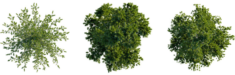 Pinus cembra tree plan, top view, 8k png, cutout, transparent background, isolate, Elevated tree...