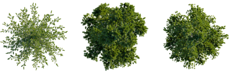 Pinus cembra tree plan, top view, 8k png, cutout, transparent background, isolate, Elevated tree canopies showcase verdant foliage for landscape design work