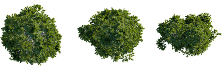Pinus cembra tree plan, top view, 8k png, cutout, transparent background, isolate, Lush green trees from above perfect for landscape design elements