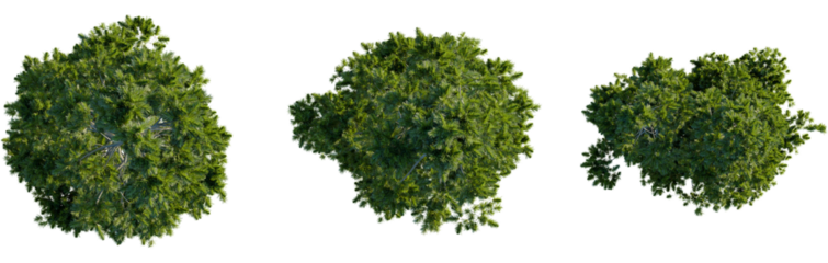 Pinus cembra tree plan, top view, 8k png, cutout, transparent background, isolate, Lush green trees from above perfect for landscape design elements