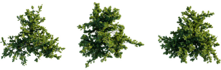 Pinus mugo tree plan, top view, 8k png, cutout, transparent background, isolate, Landscaping design elements featuring realistic evergreen shrubs set