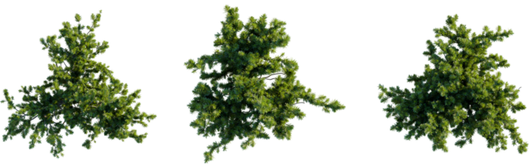 Pinus mugo tree plan, top view, 8k png, cutout, transparent background, isolate, Landscaping design elements featuring realistic evergreen shrubs set