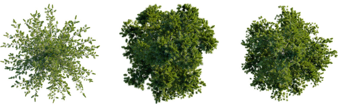 Pinus cembra tree plan, top view, 8k png, cutout, transparent background, isolate, Elevated tree canopies showcase verdant foliage for landscape design work