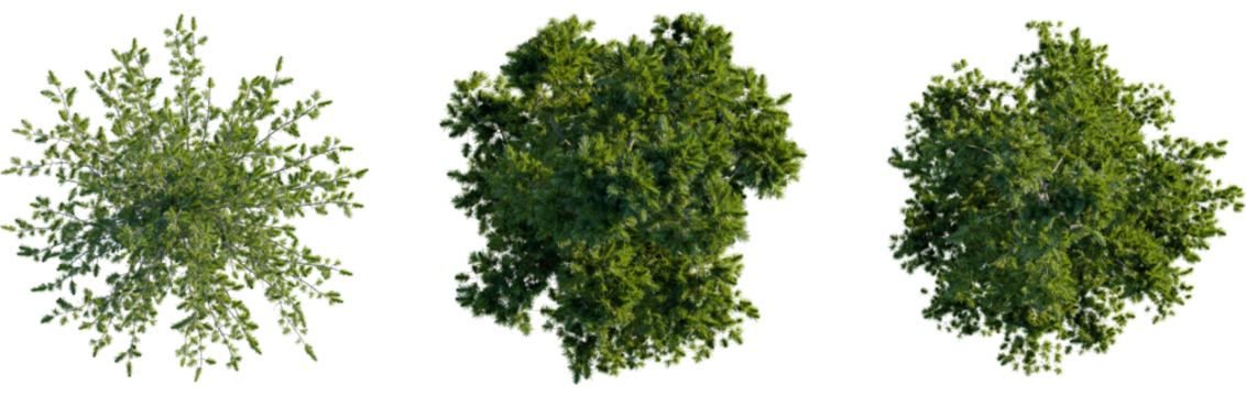 Pinus cembra tree plan, top view, 8k png, cutout, transparent background, isolate, Elevated tree canopies showcase verdant foliage for landscape design work