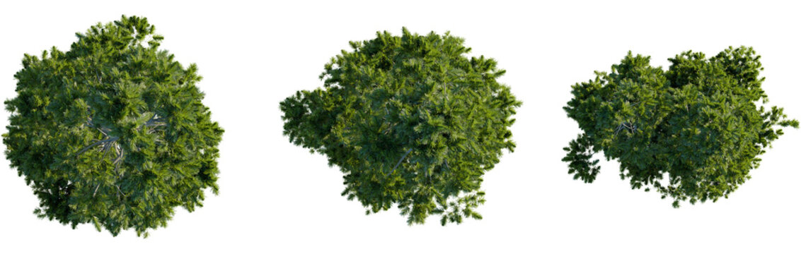 Pinus cembra tree plan, top view, 8k png, cutout, transparent background, isolate, Lush green trees from above perfect for landscape design elements