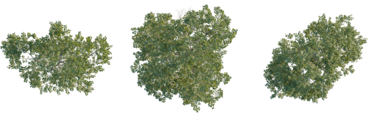 Ulmus pumila tree plan, top view, 8k png, cutout, transparent background, isolate, Lush green treetops set brings nature's beauty to architectural designs