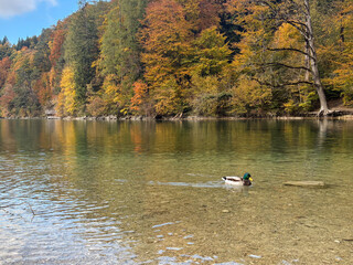 Bavarian Lake Near Neuschwanstein Castle &ndash; Scenic Autumn View