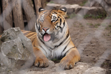one alone Majestic Tiger Resting in zoo with blur blurred Mesh Background Captive Tiger Behind a Fence laying and relaxing