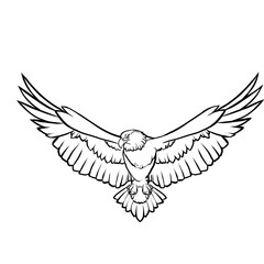 Eagle Line Art Illustration – Detailed Bird with Outstretched Wings. 
