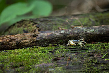苔むした倒木にいたサワガニ