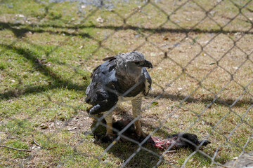 Águila arpía de perfil