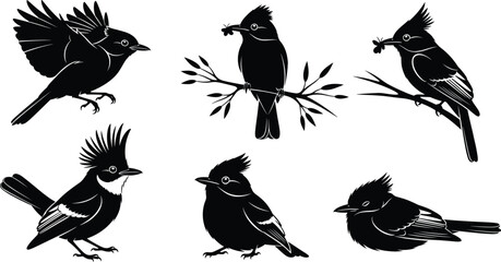 Collection of Six Crested Bird Silhouettes Vector Illustration, Various Poses Including Flying and Perching with an Insect, Detailed Avian Wildlife Nature Graphics for Design
