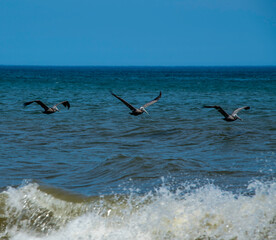 Fototapeta premium A flight of 3 pelicans flying formation low over the ocean with the crest of a breaking wave in the foreground.
