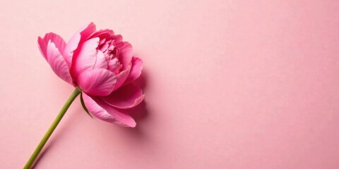 Delicate Pink Ranunculus Blossom on a Soft Pink Background, a Perfect Image for Designs Requiring a Touch of Elegance and Simplicity