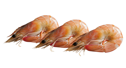 Raw Shrimp Isolated with Transparent Background