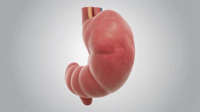 A detailed 3D animation showcasing the internal anatomy of a human stomach, revealing its cross-section, muscular walls, and gastric folds as it rotates on a neutral background.