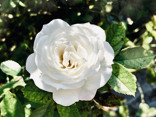 白い薔薇の写真（光が当たる部分と影の部分のコントラストが印象的な構図）