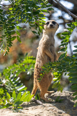 Obraz premium Meerkat patrolling under a tree