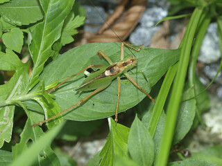 Hexacentrus japonicus with green body, brown stripes, leaflike wings for camouflage, and spined forelegs used for hunting small insects. Photographed in Korea.
