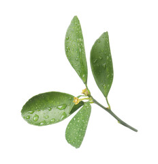 Twig of fresh green leaves with water drops isolated on white
