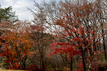 日本周遊　晩秋の那須