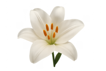 White lily flower blooming on transparent background
