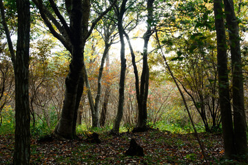 兵庫県・三木市県立公園の秋、紅葉
