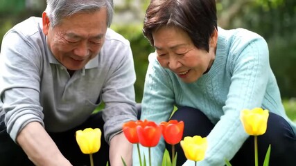 Elderly couple tending bright tulips in garden setting - Powered by Adobe