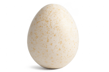 Single turkey egg with speckled shell on transparent background