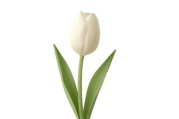 White tulip blooming with green leaves on transparent background