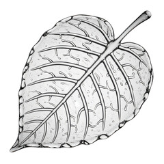 Fototapeta premium Leafy green leaf with a stem. isolated illustration on transparent background PNG