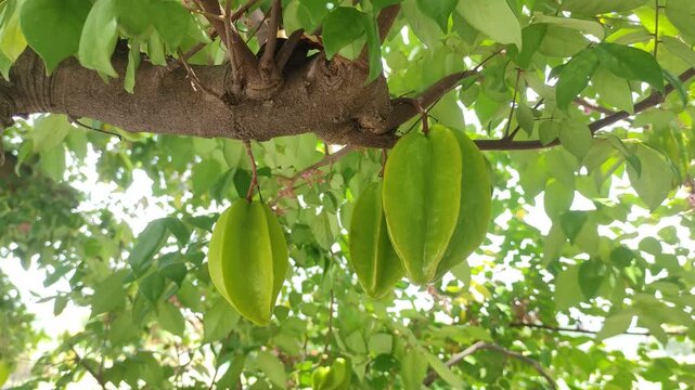 Close-up of green starfruit (Averrhoa carambola) hanging from a tree branch surrounded by lush leaves. Perfect for food blogs, recipe websites, and gardening articles.