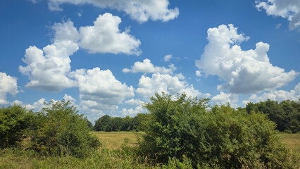 Obraz premium scenic beautiful rural America landscape features a vibrant green field beneath a blue sky dotted with fluffy clouds, bordered by green fast land and distant trees